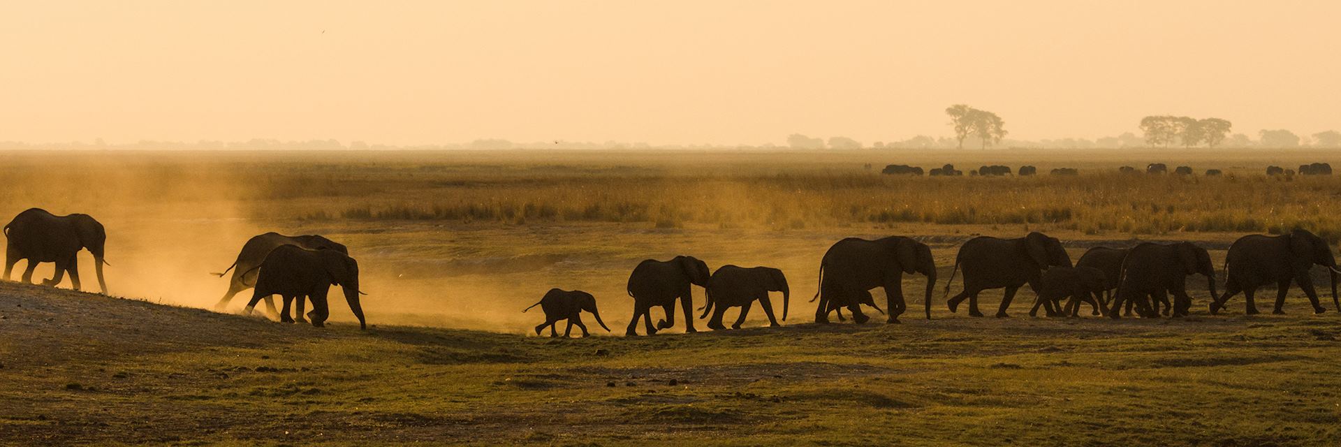 Elephants on safari