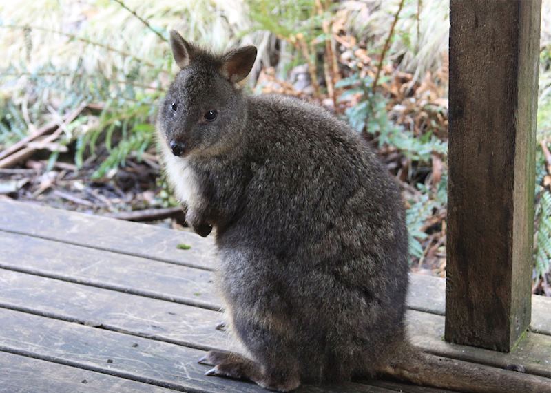 Kangaroo sighting