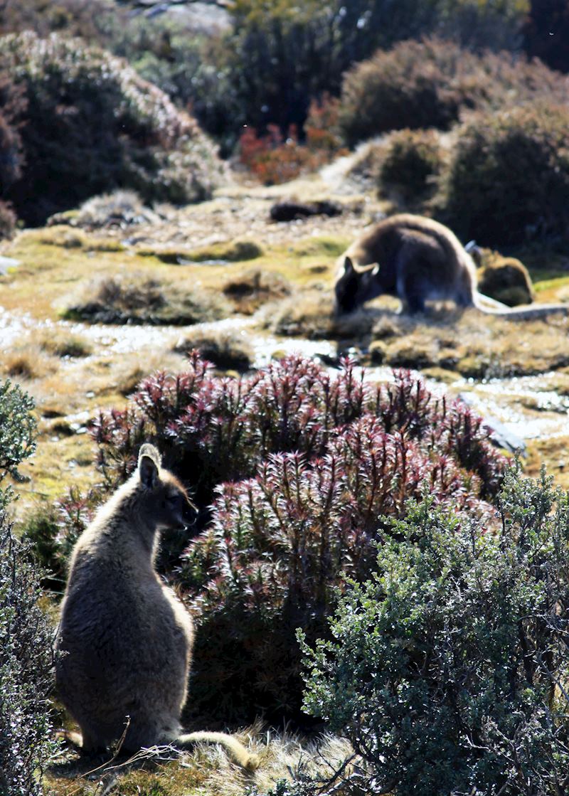 Kangaroo sightings in Tasmania