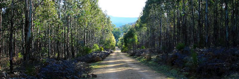 Into the bush