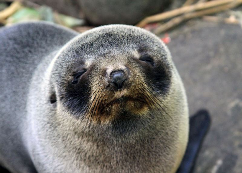 seal