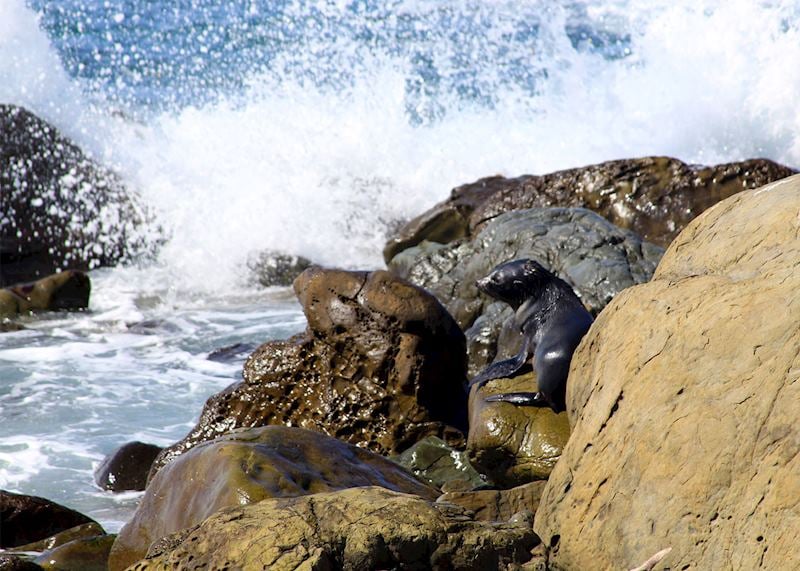seal 2
