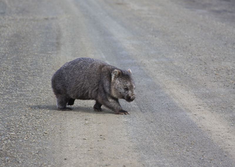 wombat sighting