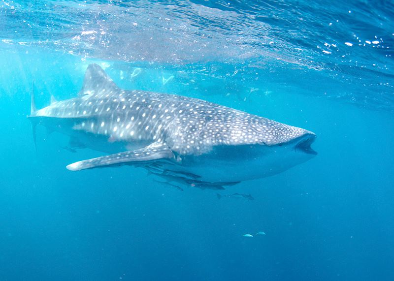 Whale shark, Ningaloo Reef