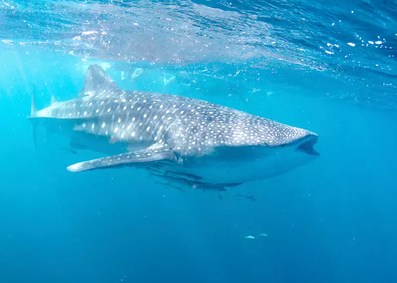 Exploring Australia S Reefs Audley Travel