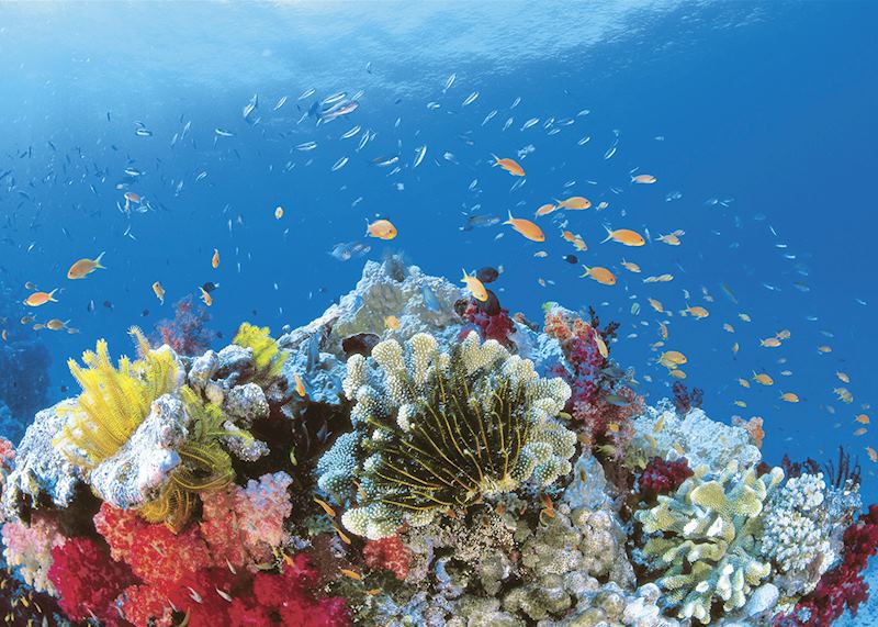 Tropical fish