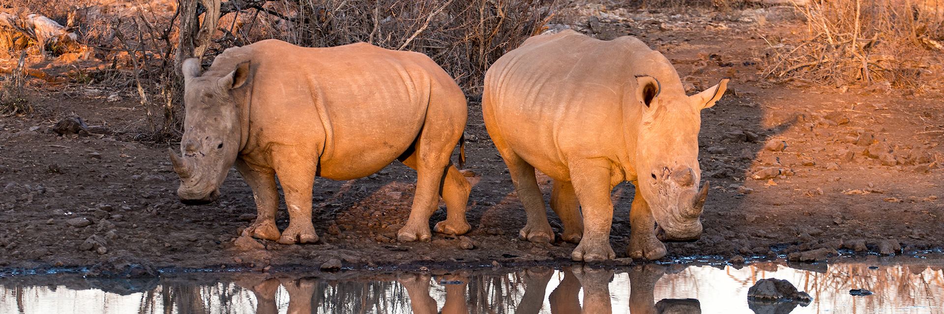 White rhinos, Madikwe Private Game Reserve, South Africa, by Chris Thompson