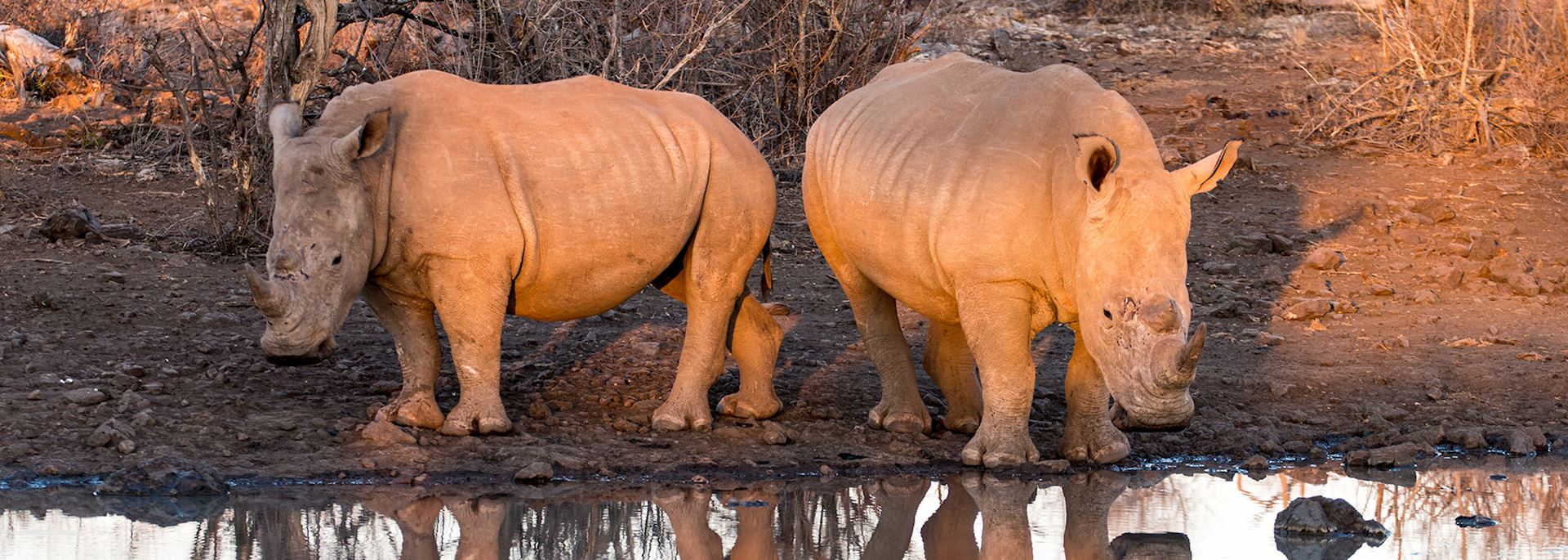 White rhinos, Madikwe Private Game Reserve, South Africa, by Chris Thompson