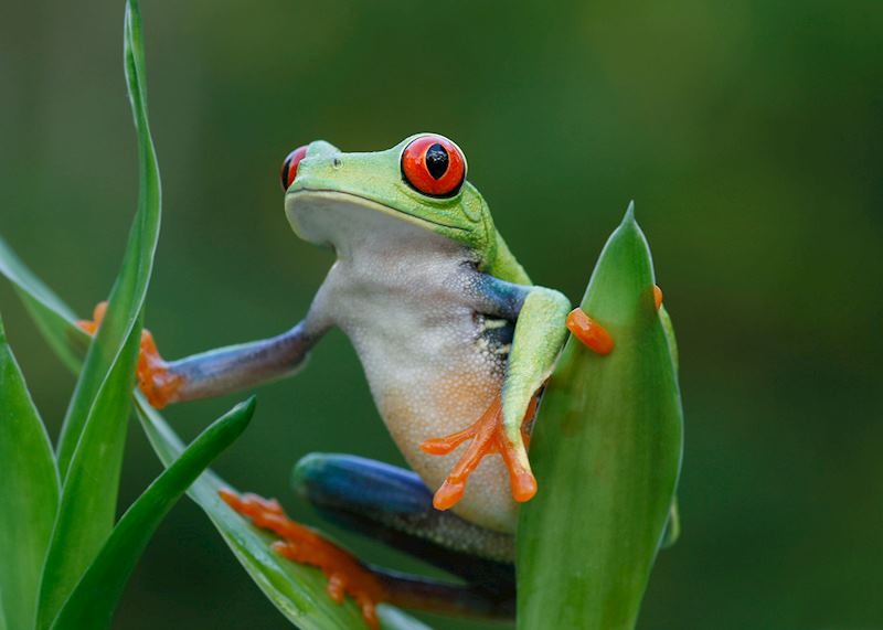 Red-eyed tree frog