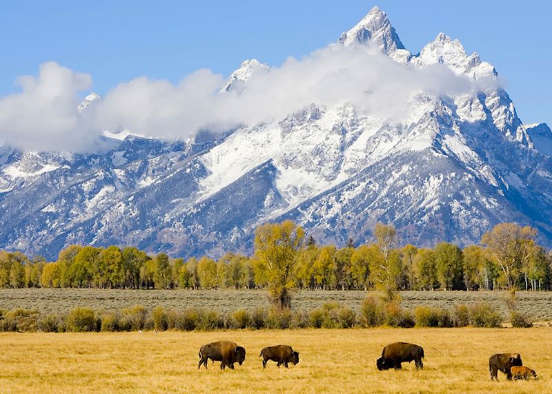 Bison grazing at the Tetons