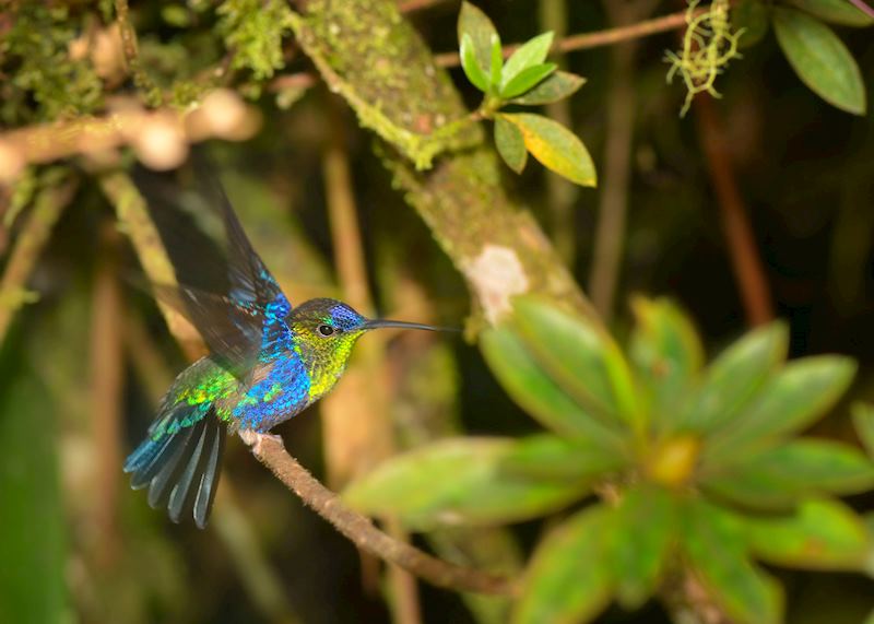 Male Violet-crowned Woodnymph, Colombia