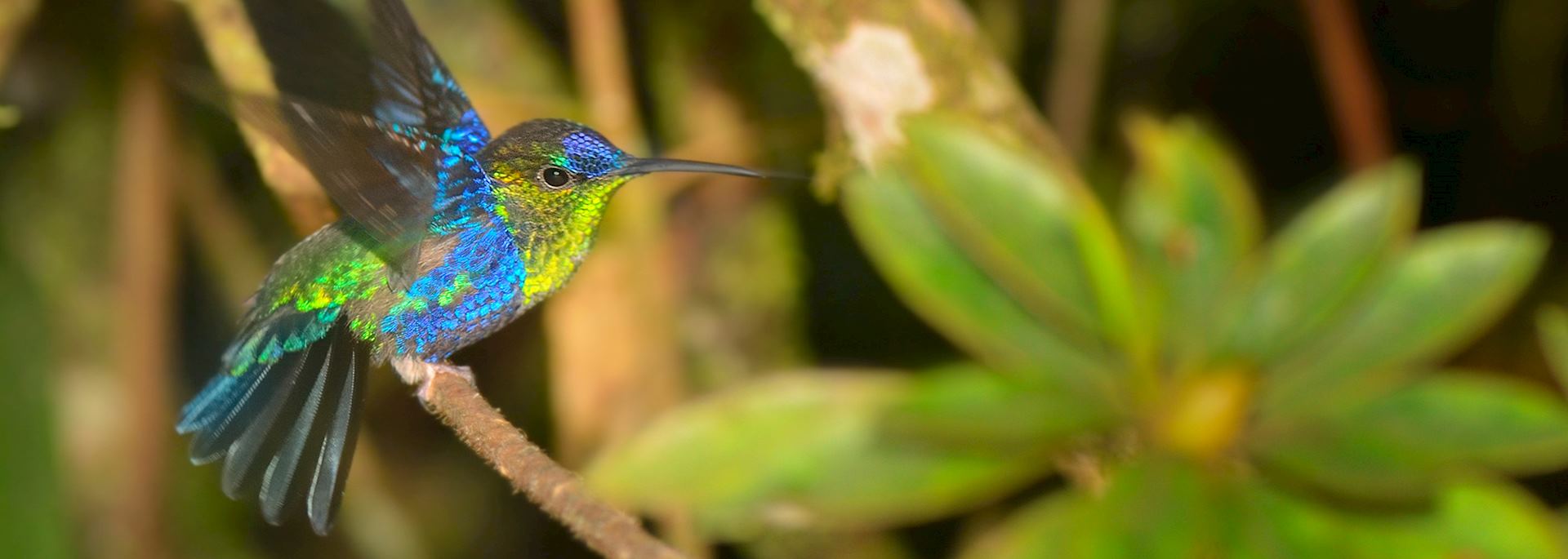Male Violet-Crowned Woodnymph