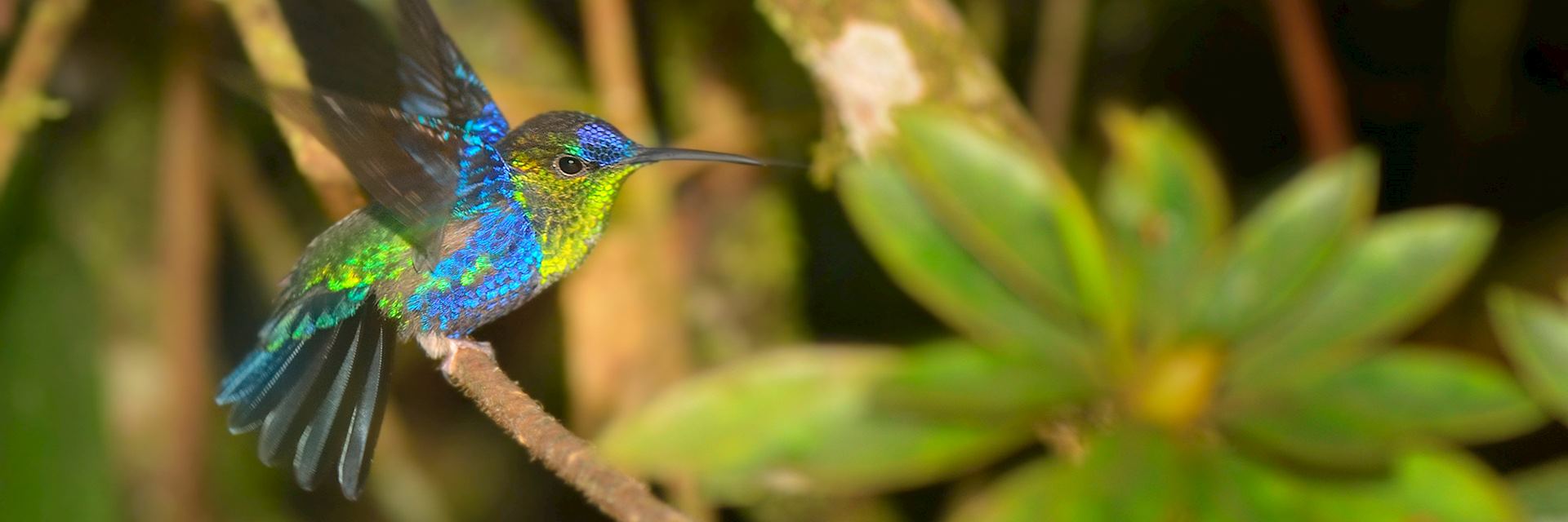 Male Violet-Crowned Woodnymph