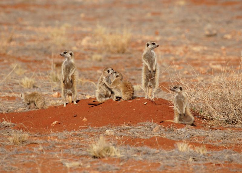 Meerkat clan in the Kalahari