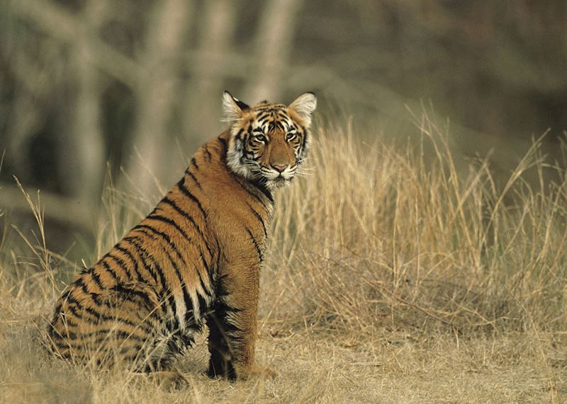Tiger cub in Kanha National Park