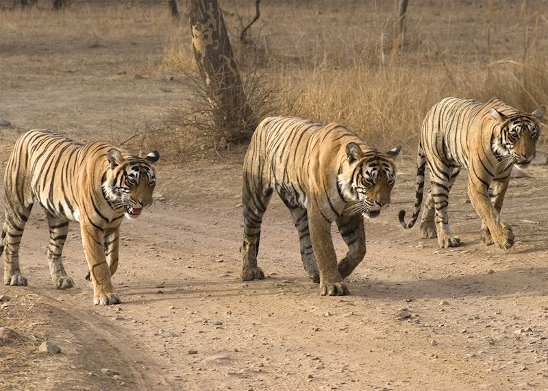 Tigers in India