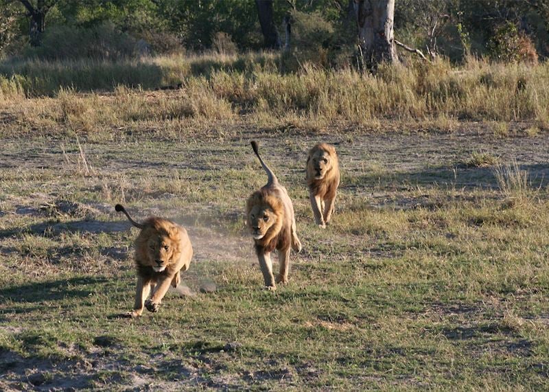 Lions in Botswana