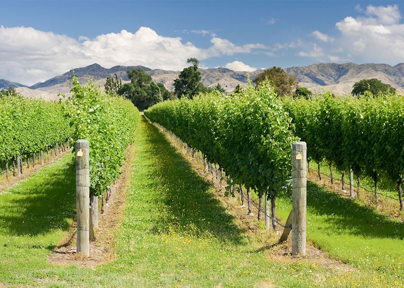 Vineyard, Marlborough, New Zealand