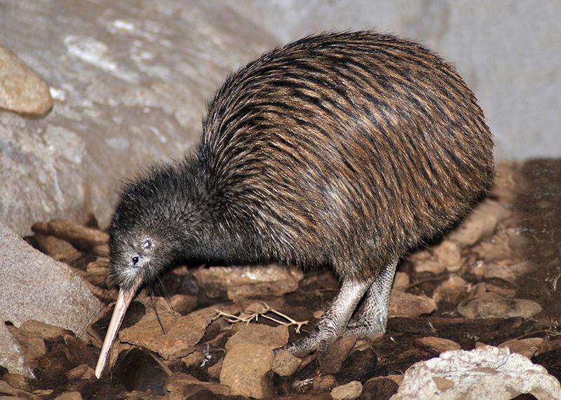 A kiwi foraging