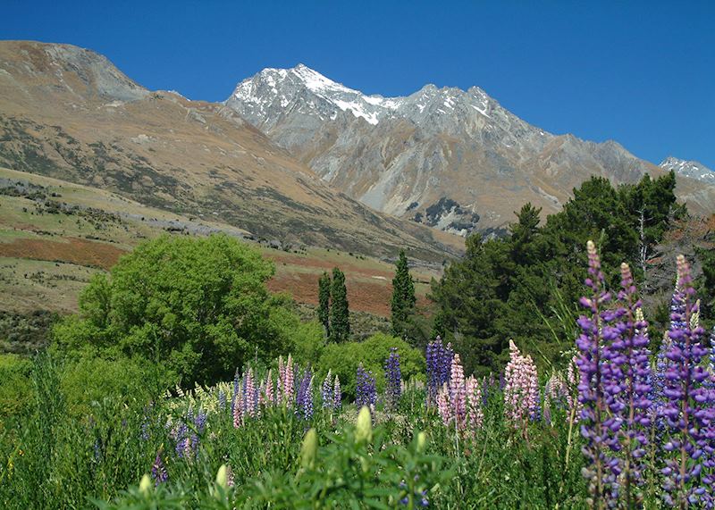 Ideal tramping country