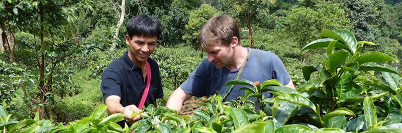 Tea time: Mark has a go at picking fresh leaves — which proves harder than it looks