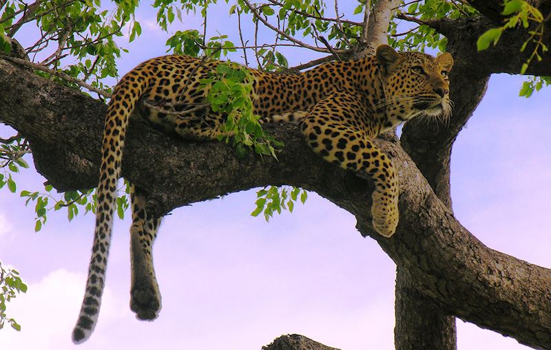 Look out for leopard on safari in the Serengeti National Park