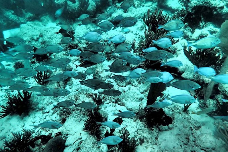 Snorkelling from a small island off Placencia
