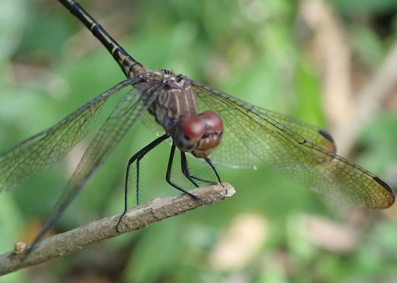 Dragonfly, Belize