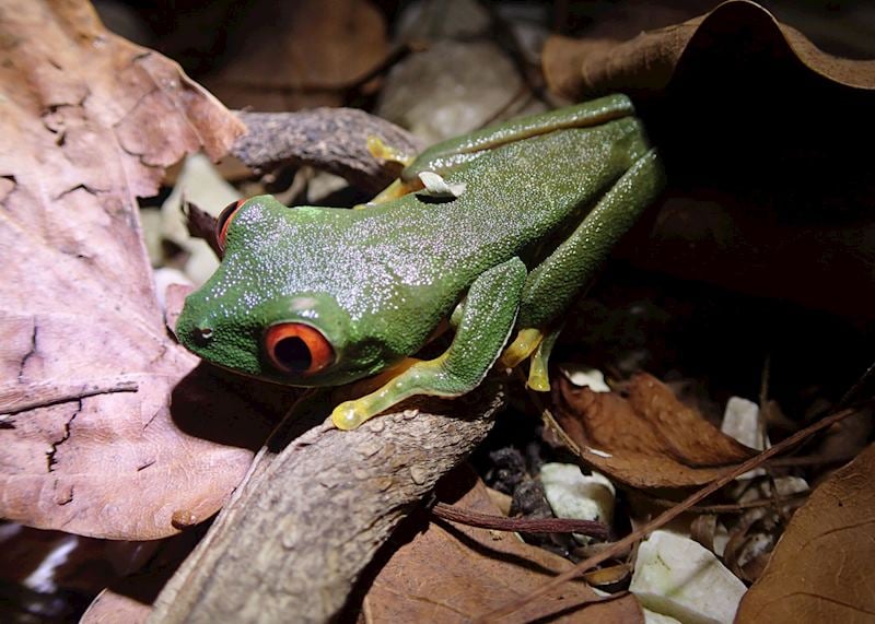 Red-eyed tree frog found on a night walk at Lamanai outpost