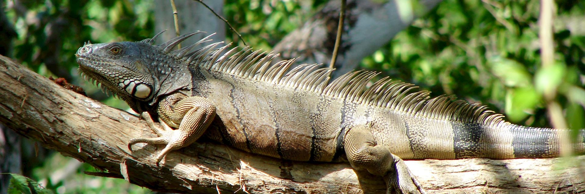 Iguana, Belize