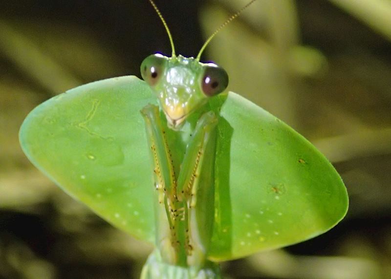 Praying Mantis