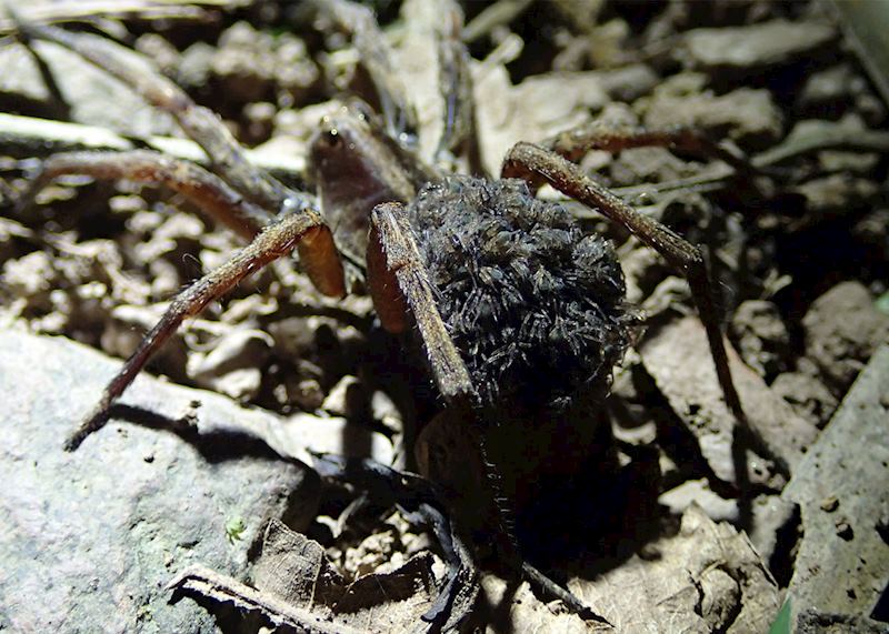 Spider with young on its back