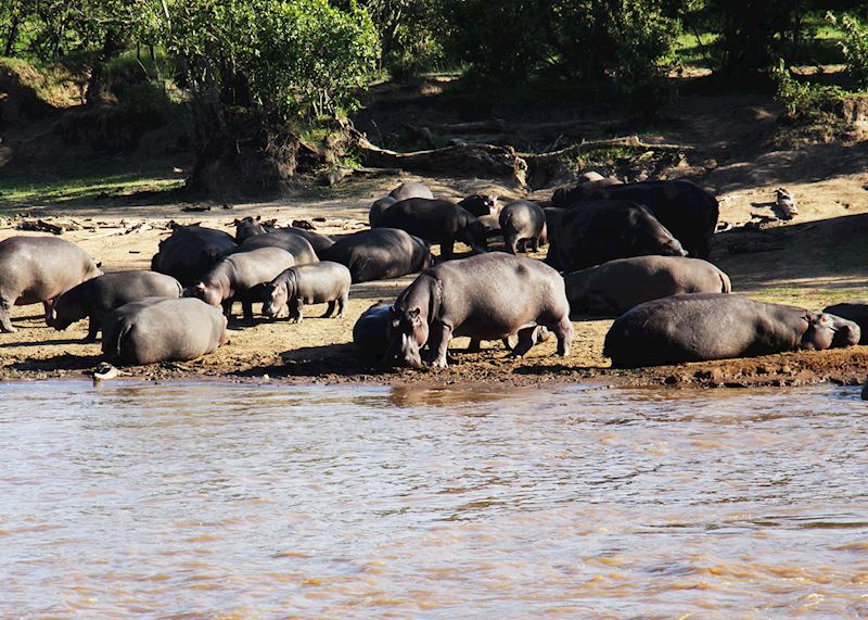The ever-present hippo at Karen Blixen Camp