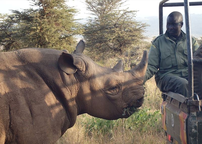 Rhino, Lewa Wildlife Conservancy