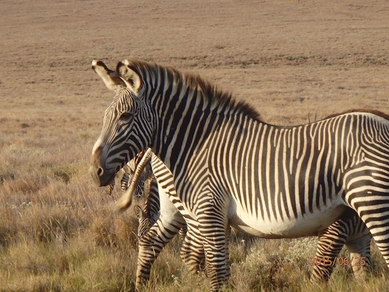 Lewa Wildlife Conservancy
