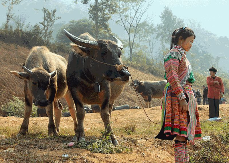 Buffalo in Vietnam