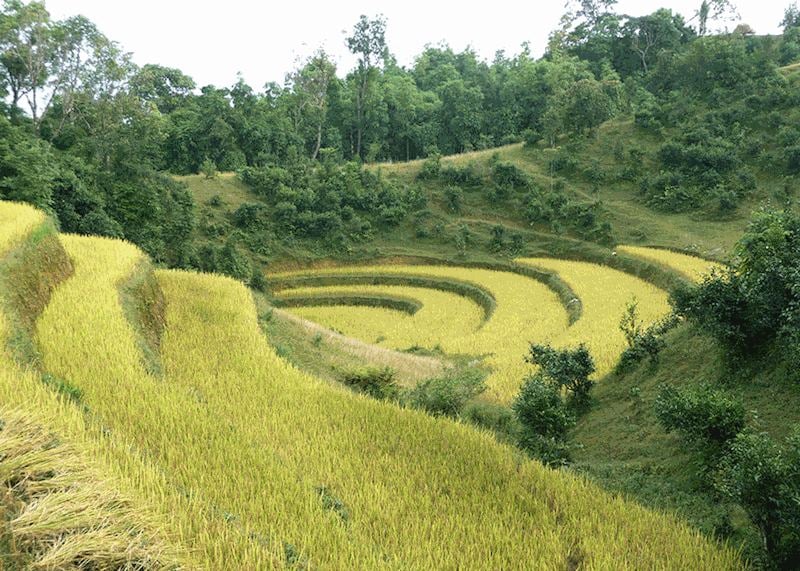 Rice terrace paddies in Vietnam