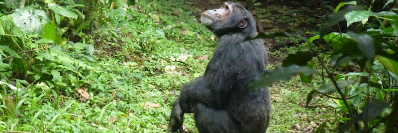 Chimpanzee in Rwanda