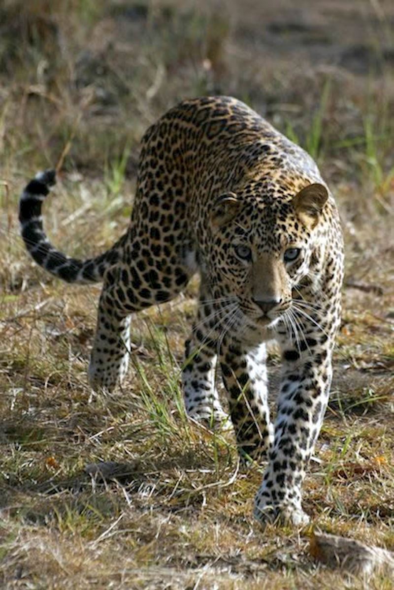 Incredibly confident around vehicles, Nilu is a blue-eyed leopard who roams Satpura National Park