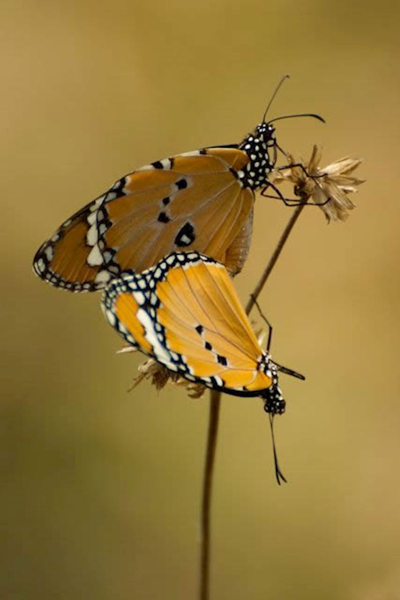 A couple of mating common tiger butterflies photographed from the veranda of our room in Kanha