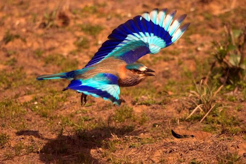 An Indian roller bursts into colour as it takes flight in Kanha National Park