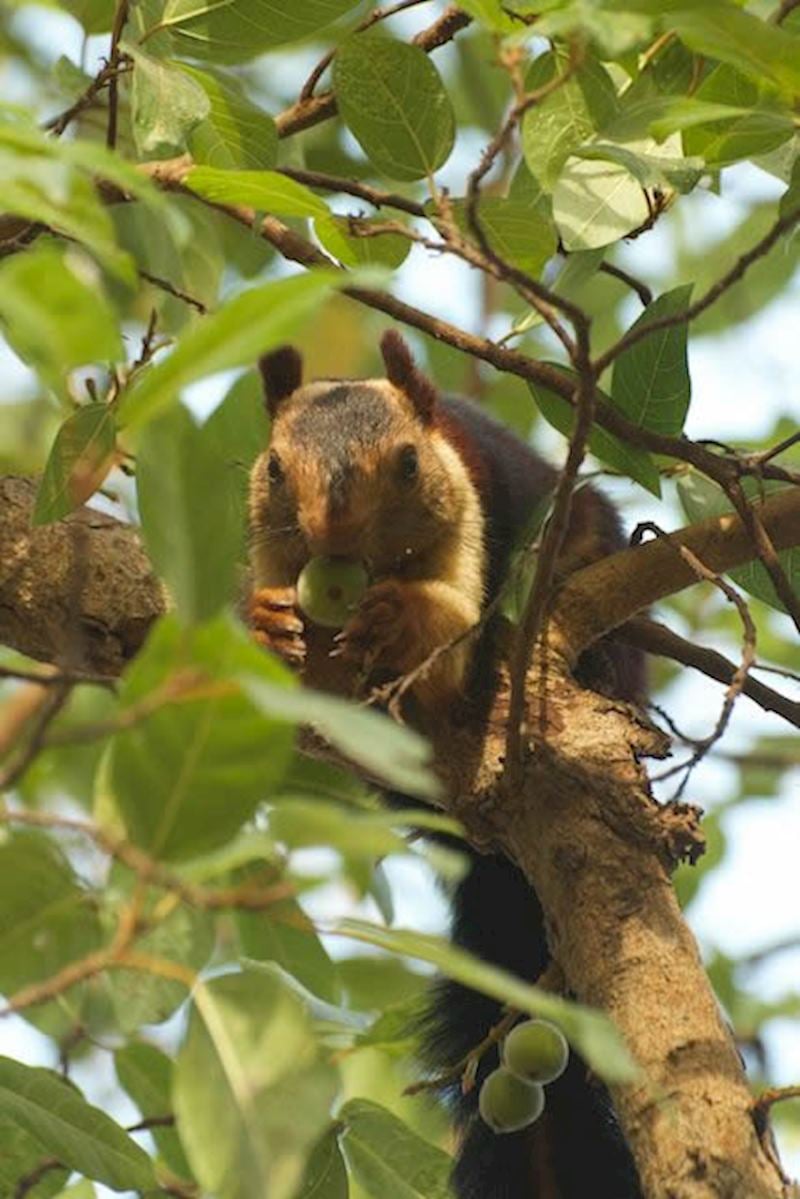 A Malabar giant squirrel in Satpura, more concerned with eating figs than about the cameras