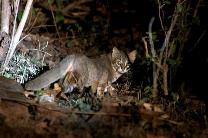 A rusty spotted cat filmed on a night drive in Satpura National Park