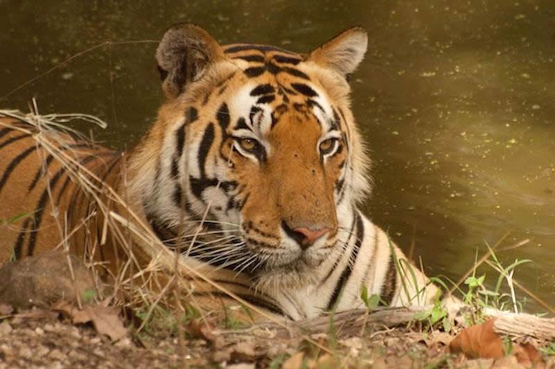 A tiger resting during the heat of the day in Kanha National Park