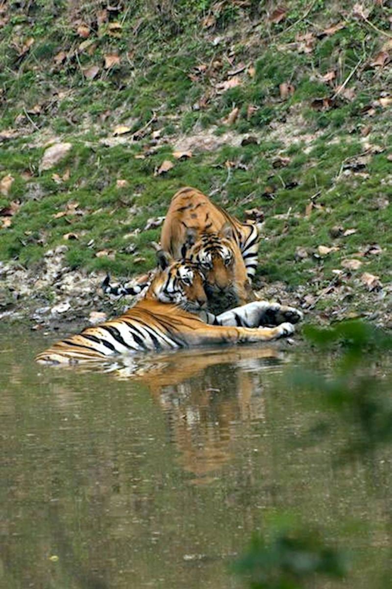 In the heat of the day in Kanha, we sometimes felt that the tigers had the right idea in retreating to the water to keep cool