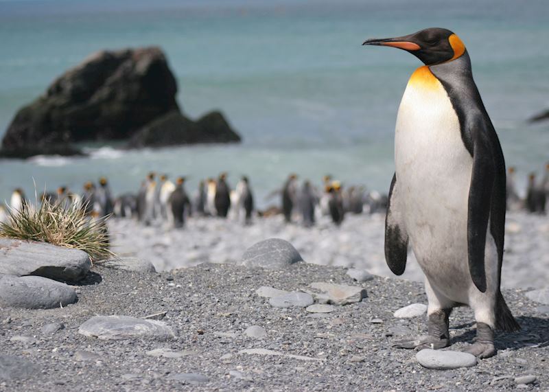 Penguins, South Georgia, Antarctica