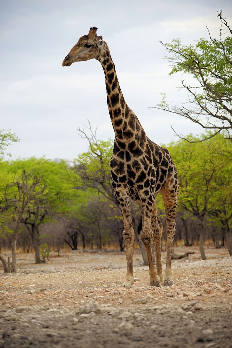 Geoffrey the giraffe at Andersson's Camp