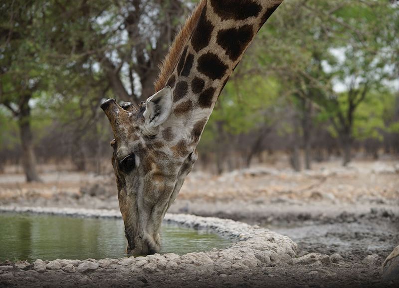 Geoffrey the giraffe at Andersson's Camp in Namibia