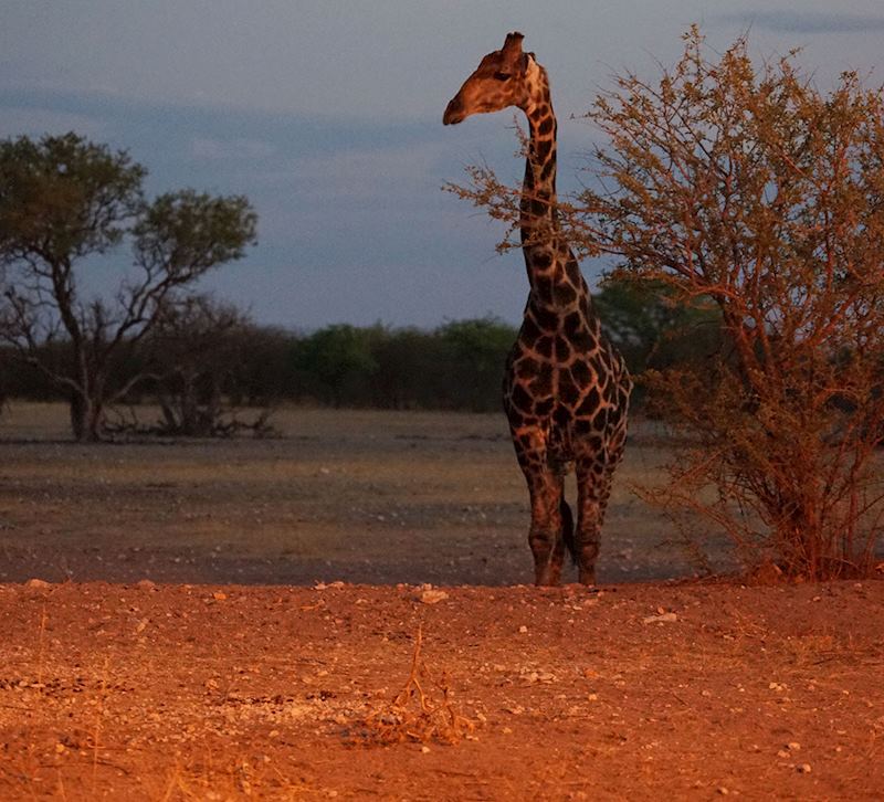 Geoffrey the giraffe