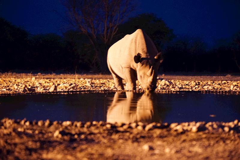 A rhino at the watering hole at night